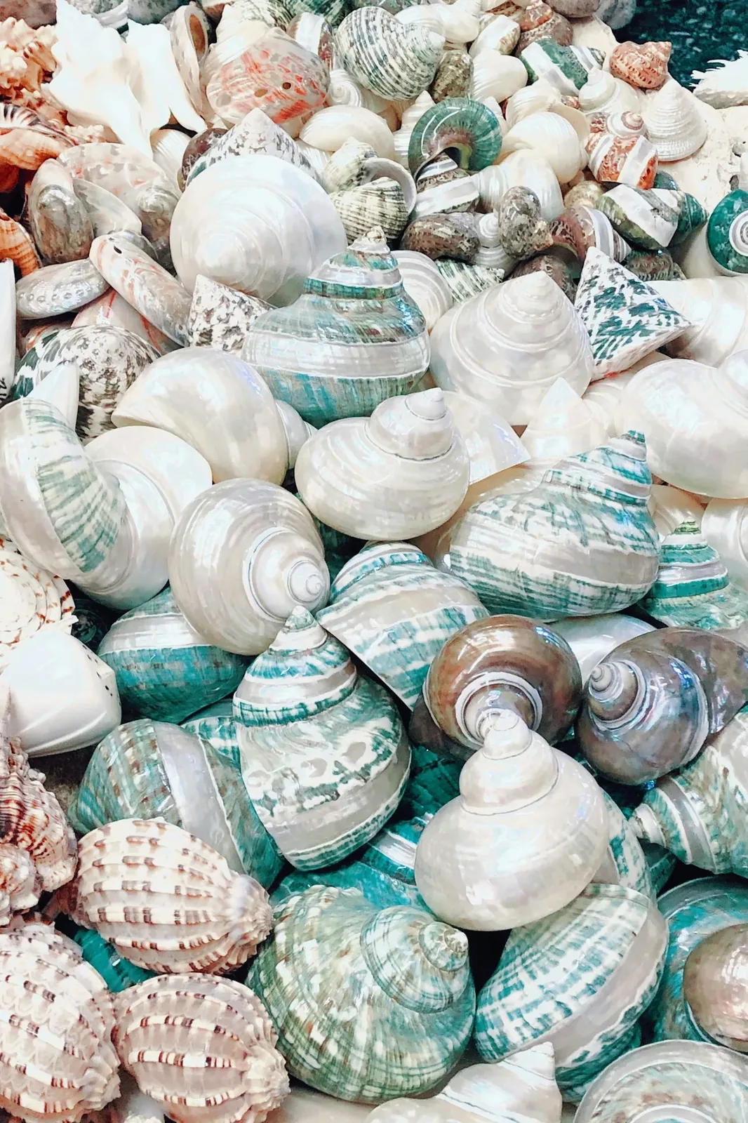 A close-up of colorful shells collected from the Gulf Coast